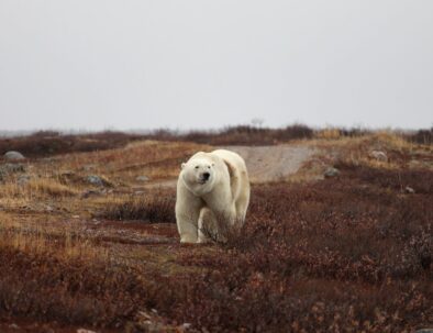 Polar Bear at Seal River Heritage Lodge_7282_Credit Travel Manitoba-medium